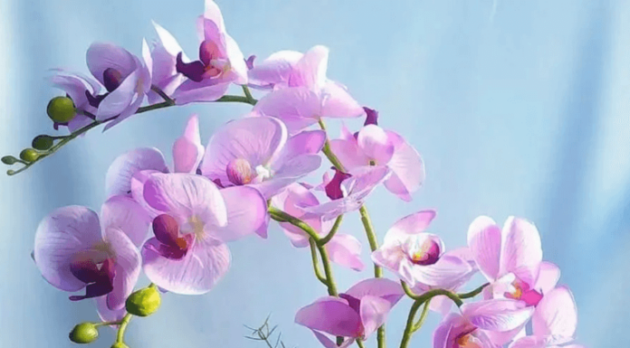 Як поливати орхідею в домашніх умовах: підготовка води і 4 способи поливу
