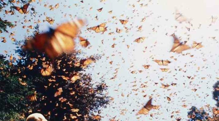 Лети, пелюстка: після смерті чоловіка королева звернулася до нього їх таємними знаками